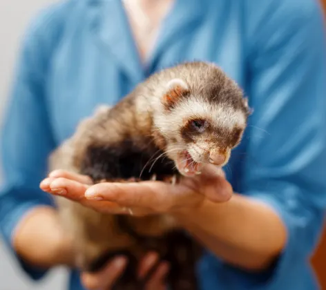 Woman holding ferret in hands